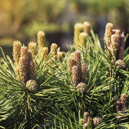 PINUS
